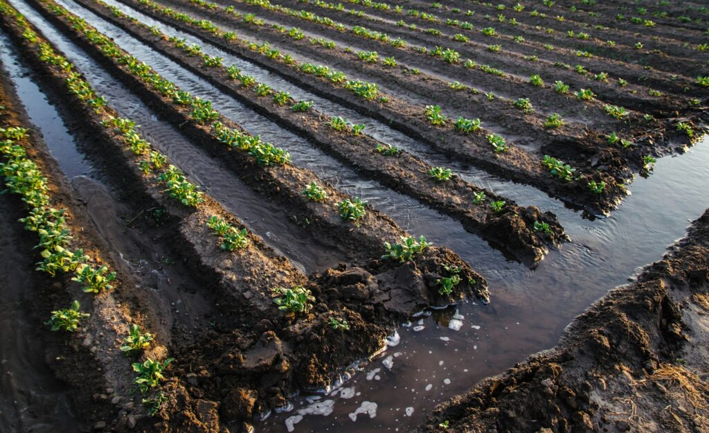 Abundant watering the potato plantation through irrigation canals.